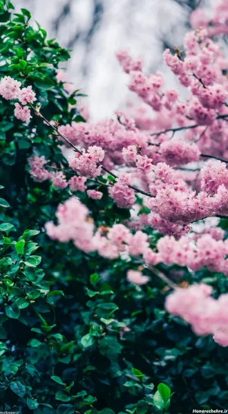 تصویر زمینه بهاری موبایل