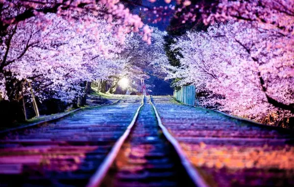 عکس فصل بهار برای والپیپر گوشی