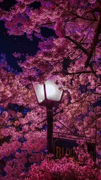 عکس فصل بهار برای والپیپر گوشی