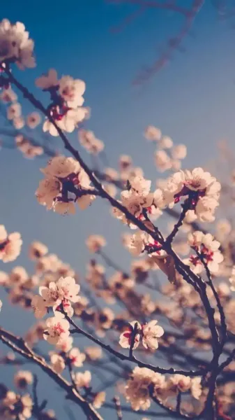 عکس فصل بهار برای والپیپر گوشی