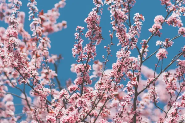 عکس فصل بهار برای والپیپر گوشی