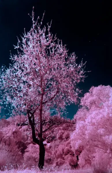  والپیپر شکوفه های صورتی بهاری برای گوشی آیفون