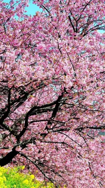  والپیپر شکوفه های صورتی بهاری برای گوشی آیفون