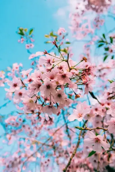  والپیپر شکوفه های صورتی بهاری برای گوشی آیفون