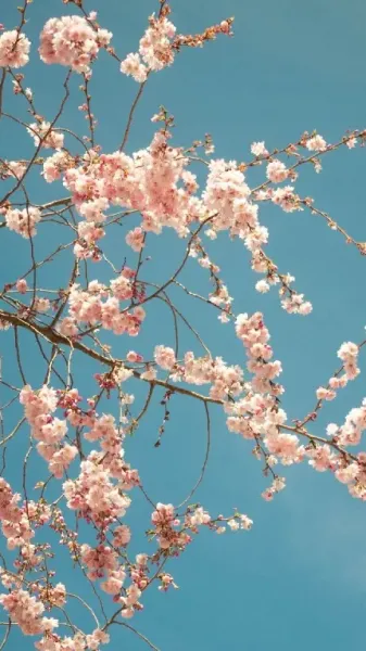  والپیپر شکوفه های صورتی بهاری برای گوشی آیفون