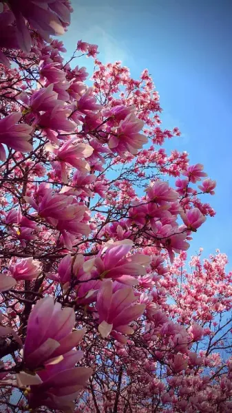  والپیپر شکوفه های صورتی بهاری برای گوشی آیفون