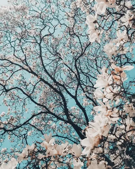 عکس پس زمینه شکوفه های صورتی برای گوشی