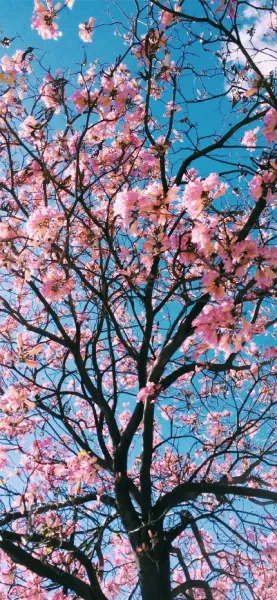  عکس پس زمینه شکوفه های صورتی برای گوشی