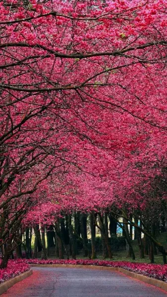  عکس پس زمینه شکوفه های صورتی برای گوشی