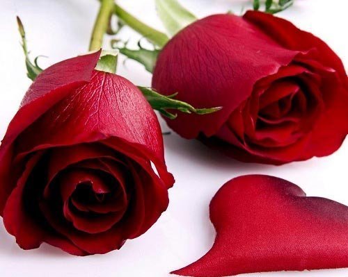  قشنگ ترین عکس دسته گل قرمز