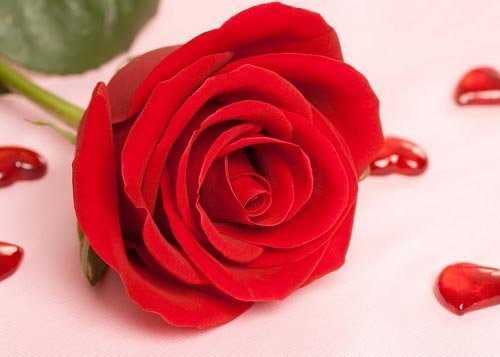 قشنگ ترین عکس دسته گل قرمز