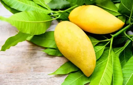  عکس میوه انبه خوشمزه با کیفیت عالی