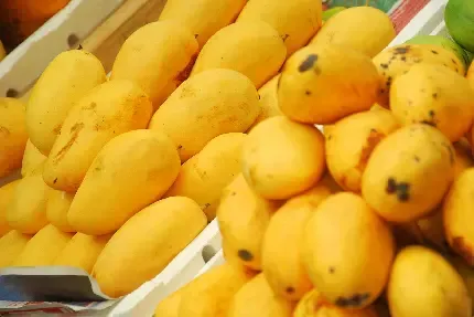  عکس میوه انبه خوشمزه با کیفیت عالی