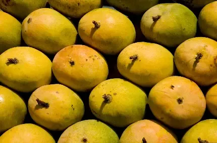  عکس میوه انبه خوشمزه با کیفیت عالی