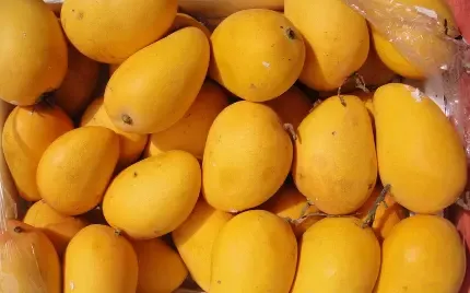  عکس میوه انبه خوشمزه با کیفیت عالی