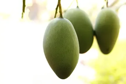  عکس انواع انبه برای پروفایل