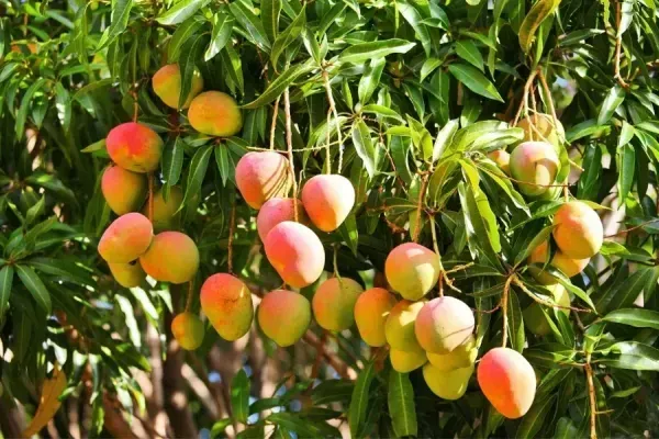 عکس درخت انبه