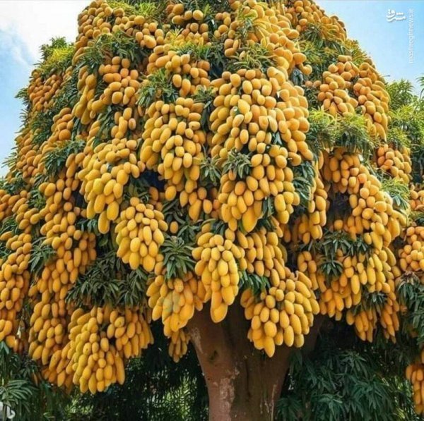  عکس درخت انبه