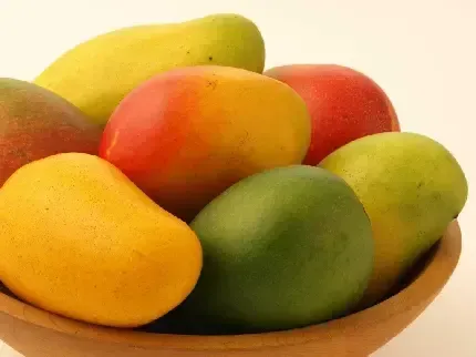  عکس درخت انبه