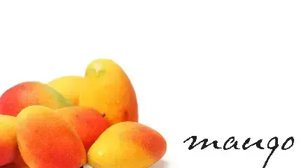  عکس درخت انبه