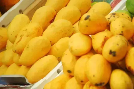  عکس درخت انبه