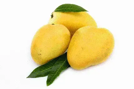  عکس درخت انبه