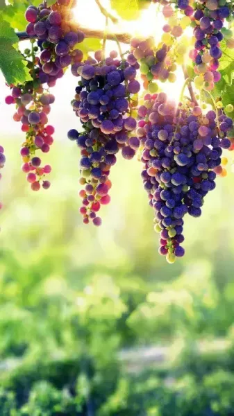  عکس انگور یاقوتی سیاه