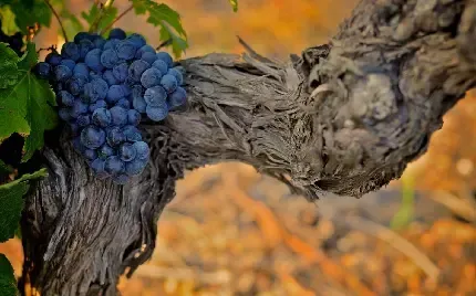  عکس باغ انگور
