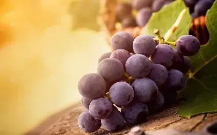  عکس باغ انگور