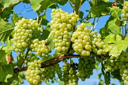  عکس باغ انگور