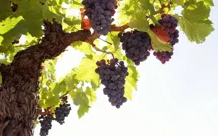  عکس باغ انگور