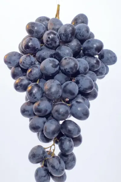  عکس انگور