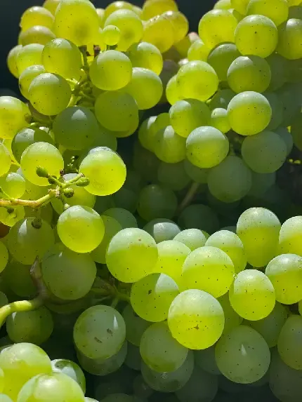 عکس انگور