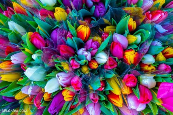  تصویر زمینه بهار برای دسکتاپ
