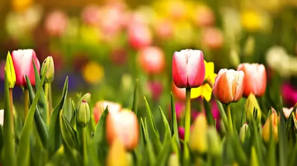  عکس پس زمینه بهاری برای کامپیوتر