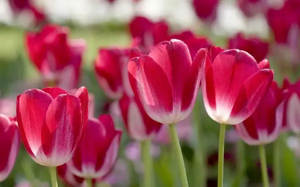  عکس پس زمینه بهاری برای کامپیوتر