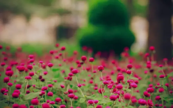  عکس پس زمینه بهاری برای کامپیوتر