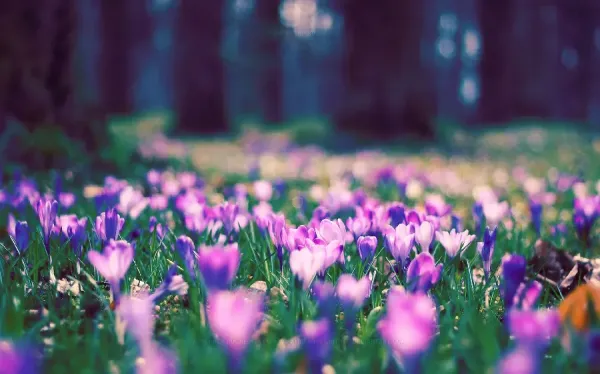  عکس پس زمینه بهاری برای کامپیوتر