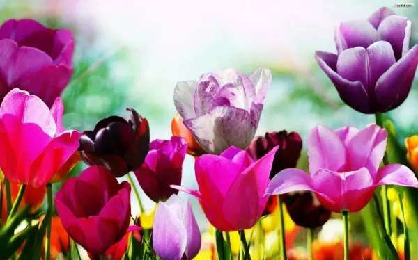  عکس پس زمینه بهاری برای کامپیوتر