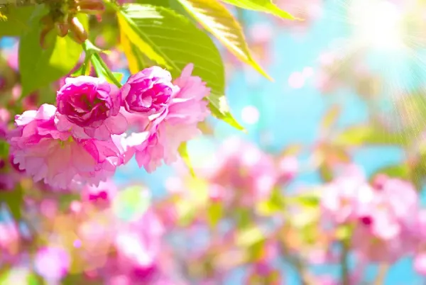  عکس پس زمینه بهاری برای کامپیوتر