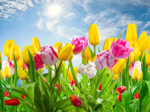  عکس پس زمینه بهاری برای کامپیوتر