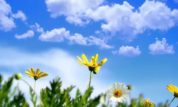  عکس پس زمینه بهاری برای کامپیوتر