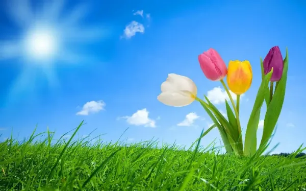  عکس پس زمینه بهاری برای کامپیوتر