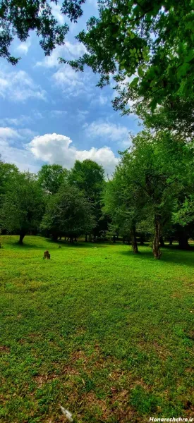  عکس جنگل بهاری