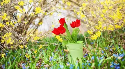 دانلود عکس بهار رنگارنگ با کیفیت