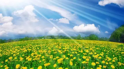  دانلود عکس بهار رنگارنگ با کیفیت
