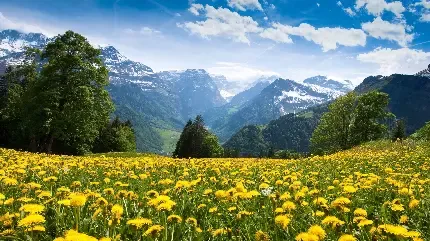  دانلود عکس بهار رنگارنگ با کیفیت