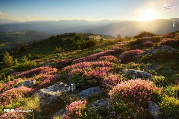  دانلود تصویر بهار و گل های زیبا
