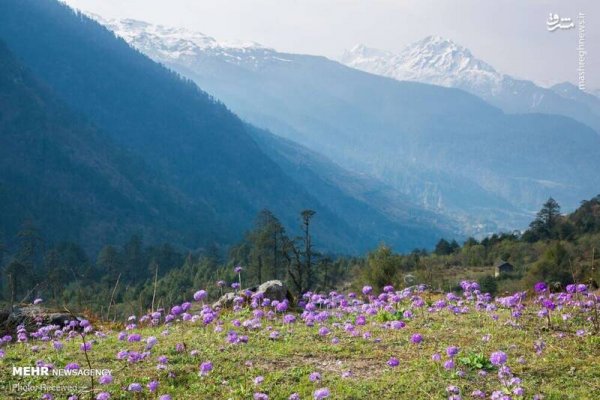  دانلود تصویر بهار و گل های زیبا