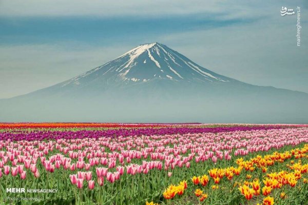  دانلود تصویر بهار و گل های زیبا